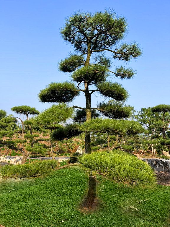黑松（重庆瑞飞黑松园） (20).jpg