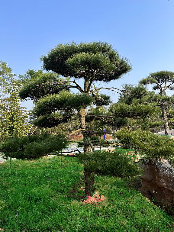 黑松（重庆瑞飞黑松园） (12).jpg
