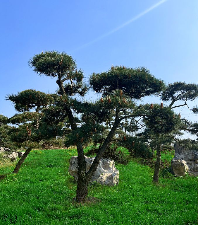 黑松（重庆瑞飞黑松园） (3).jpg