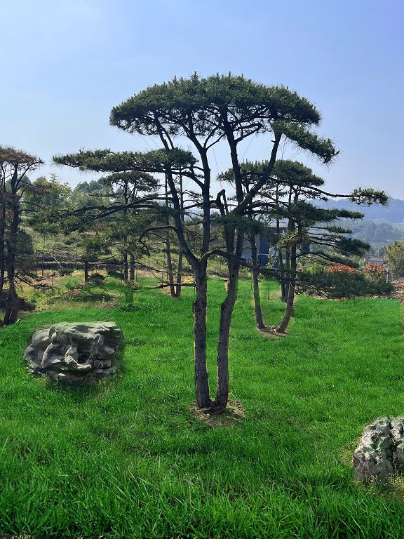 黑松（重庆瑞飞黑松园） (2).jpg